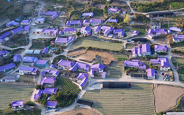 섬 보라색축제 이미지